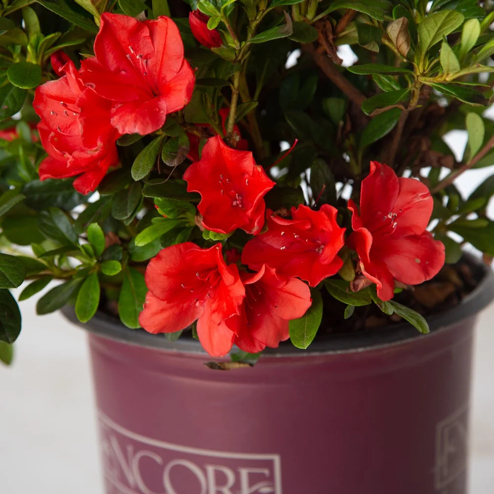 Purple Flowering Shrub 2 Gallon Live Outdoor Plant G974675