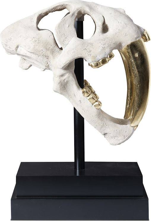 Saber Tooth Tiger Skull C565170