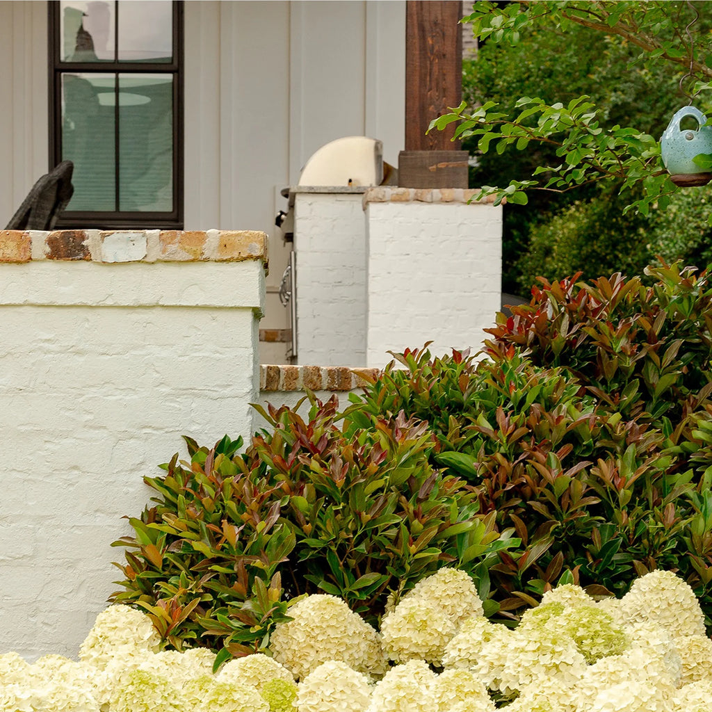 Viburnum Copper Top Live Shrub (2 Gallon) G229652