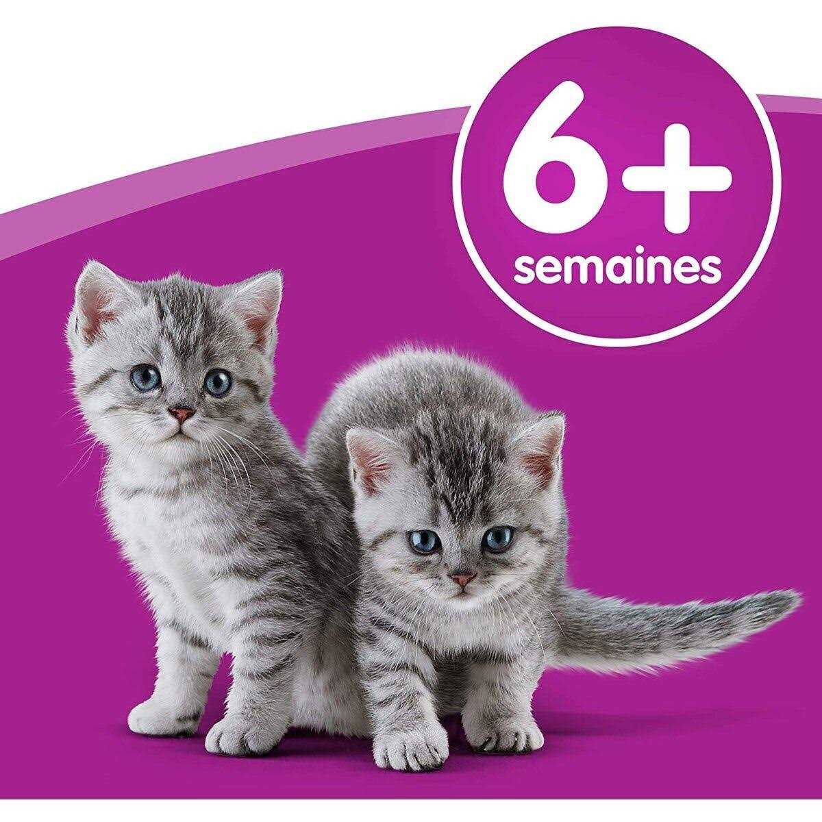 Cat Milk Y16732