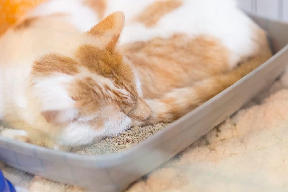 Scented Cat Litter, 42 Pounds K155