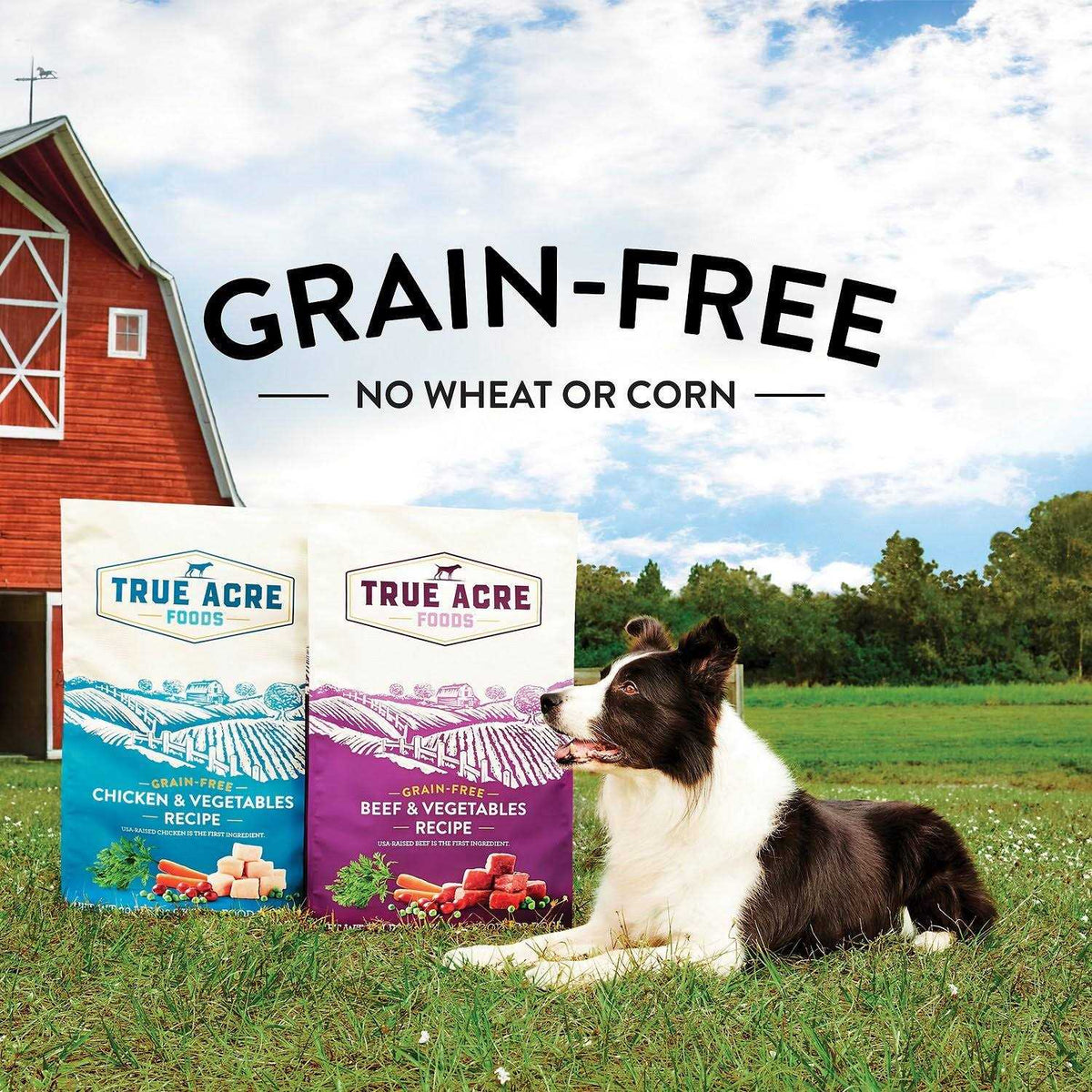 Grain-Free Beef & Vegetable Dry Dog Food B2016