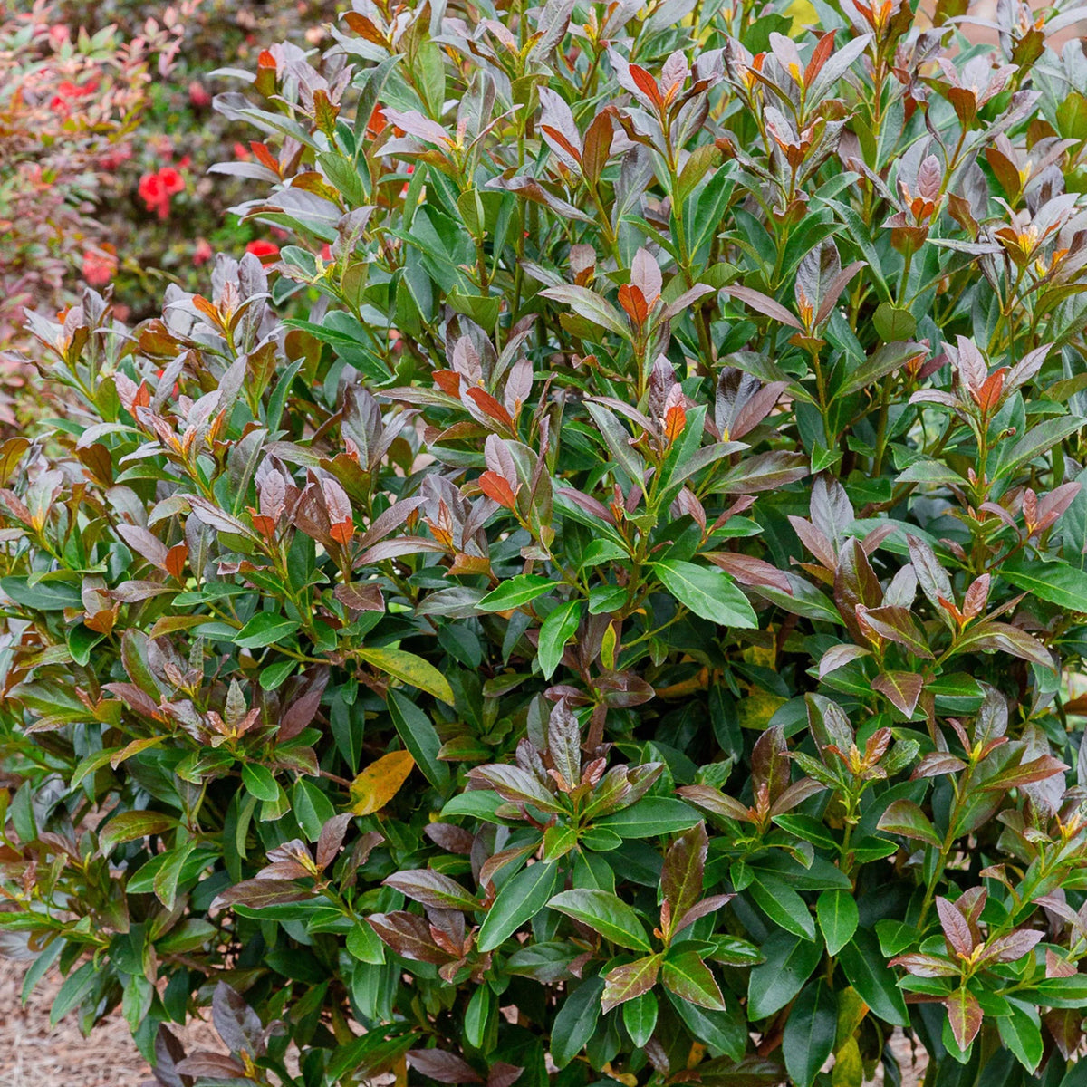 Viburnum Copper Top Live Shrub (2 Gallon) G229652
