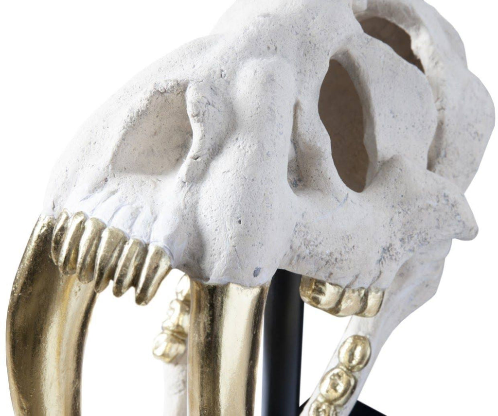 Saber Tooth Tiger Skull C565170