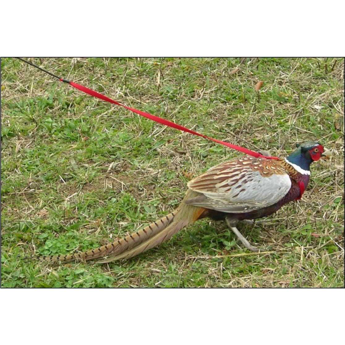 Bird Harness and Leash Q528