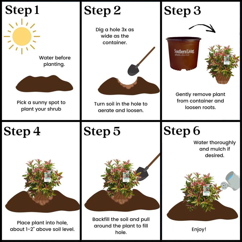 Viburnum Copper Top Live Shrub (2 Gallon) G229652