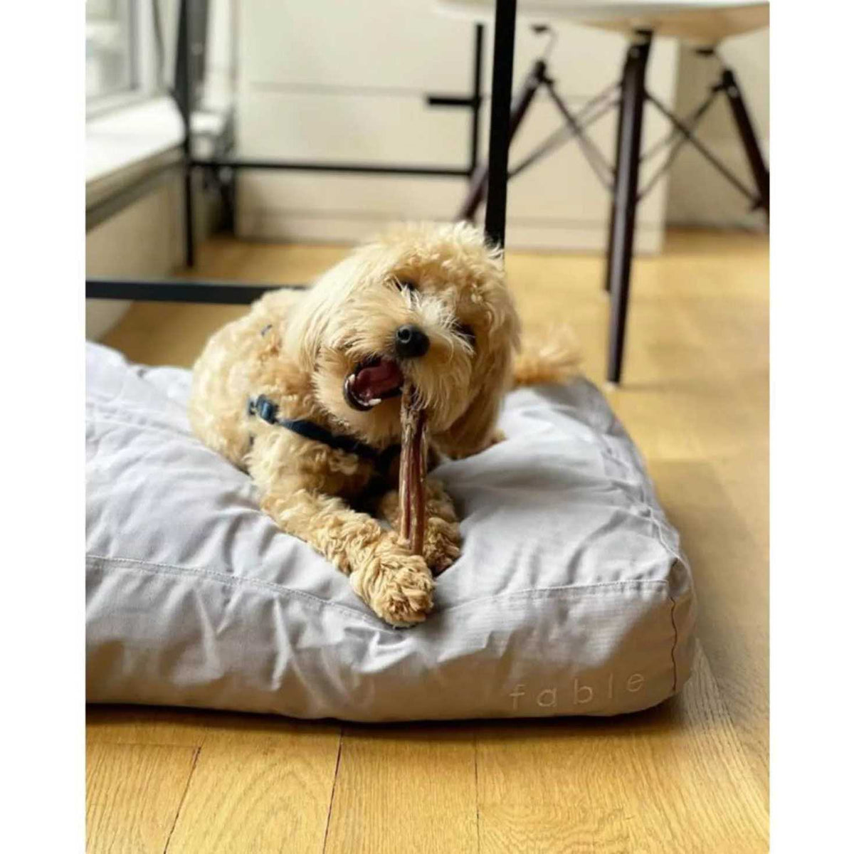 Dog Bed W8170