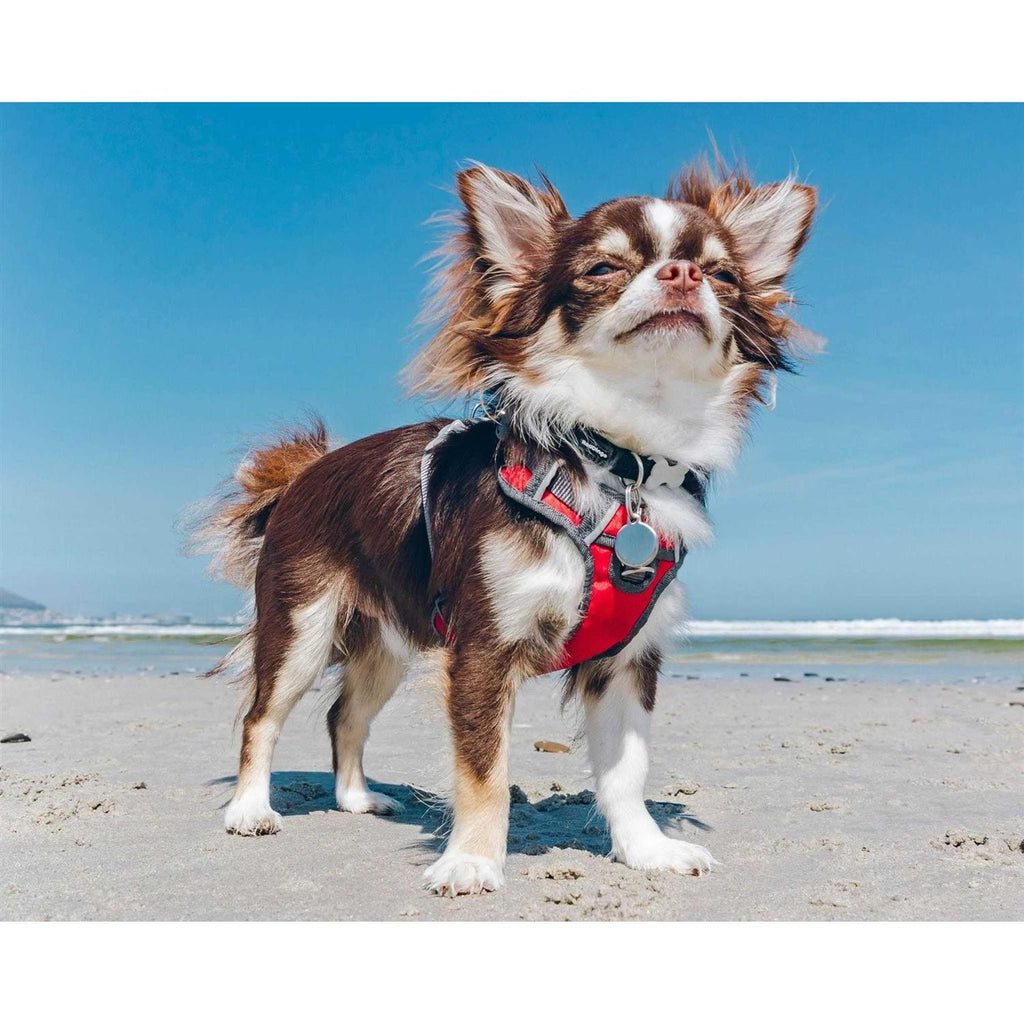 Padded Dog Harness P681728