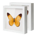 2 Pack Black 10x10 Shadow Box Display Case with Glass N505