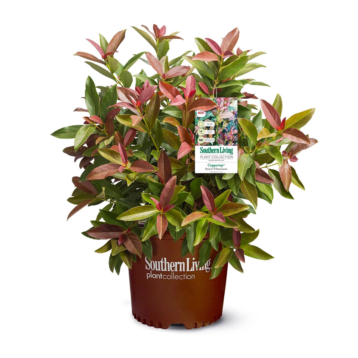 Viburnum Copper Top Live Shrub (2 Gallon) G229652