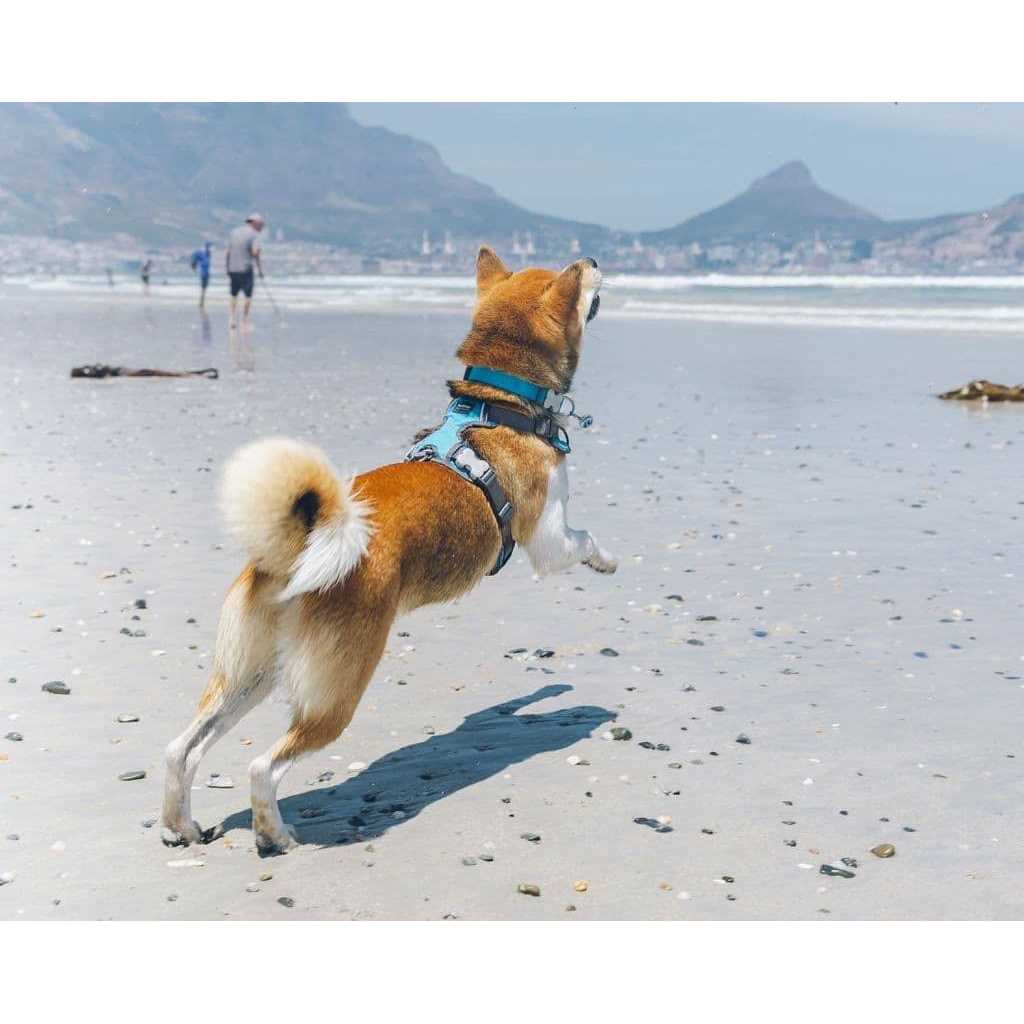 Padded Dog Harness P681728