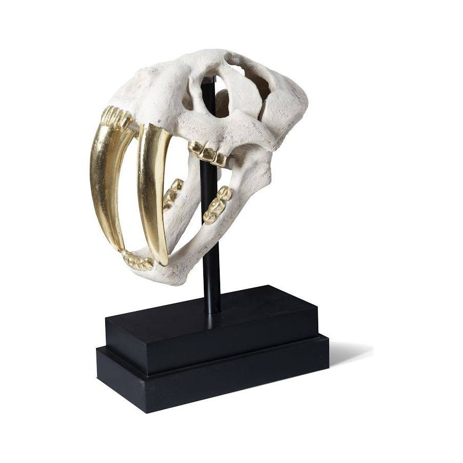 Saber Tooth Tiger Skull C565170