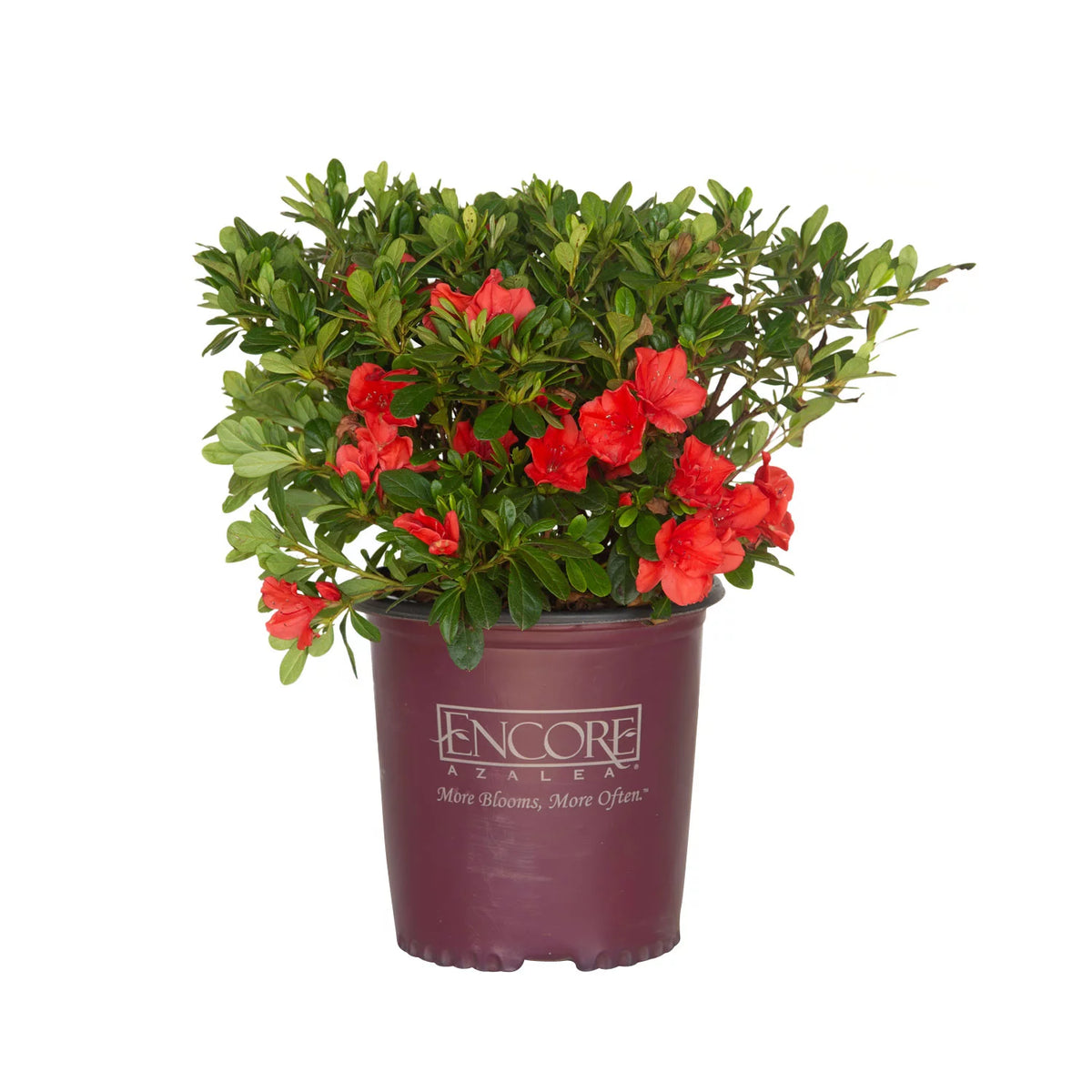Purple Flowering Shrub 2 Gallon Live Outdoor Plant G974675
