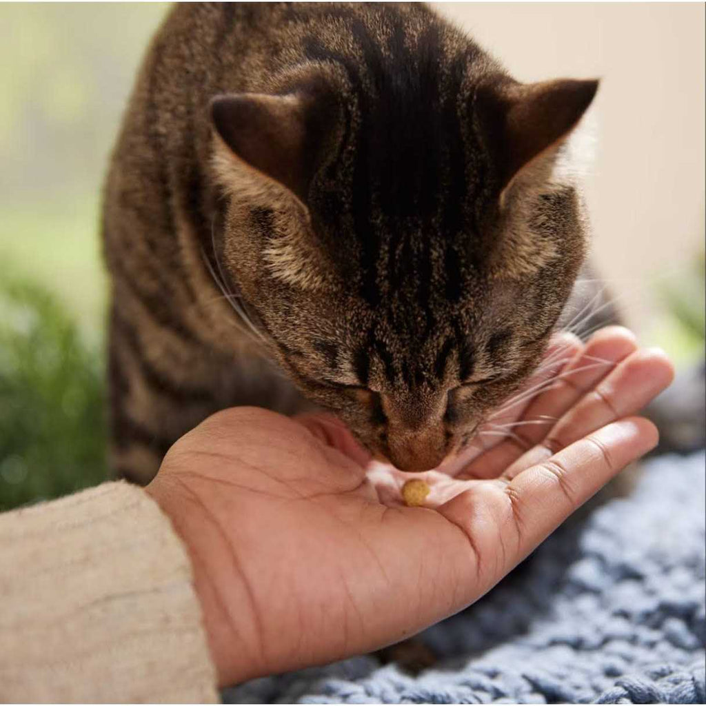 Protein Puffs Cat Treats T456092