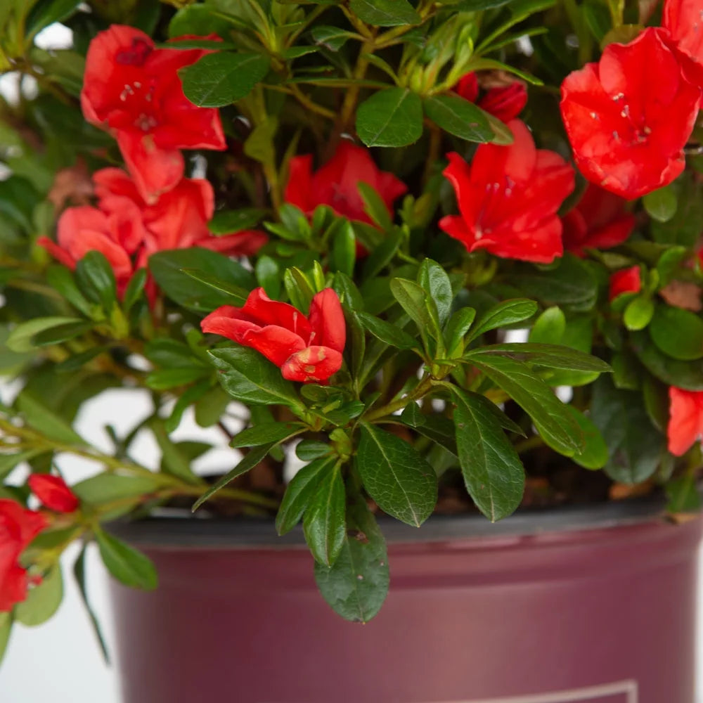 Purple Flowering Shrub 2 Gallon Live Outdoor Plant G974675