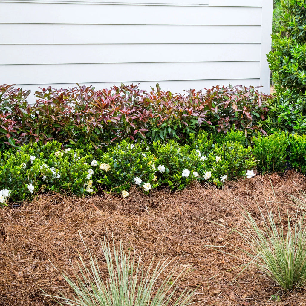 Viburnum Copper Top Live Shrub (2 Gallon) G229652