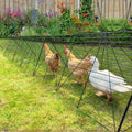 Chicken Tunnels for Yard A439