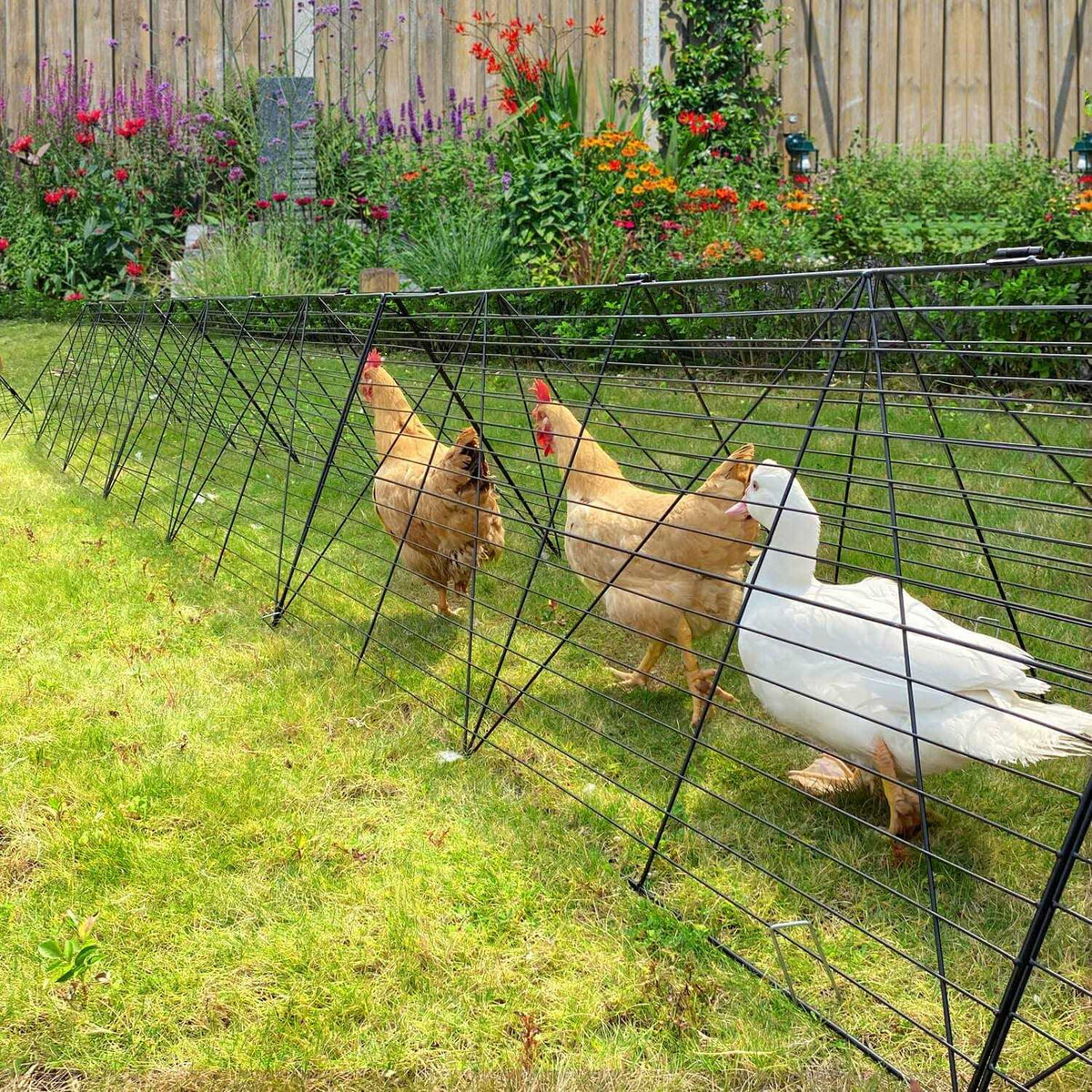 Chicken Tunnels for Yard A439