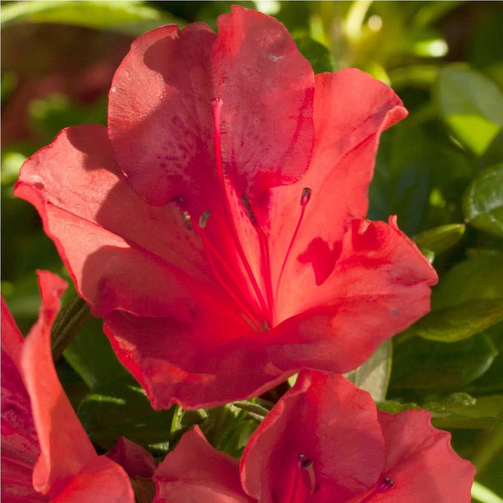 Purple Flowering Shrub 2 Gallon Live Outdoor Plant G974675