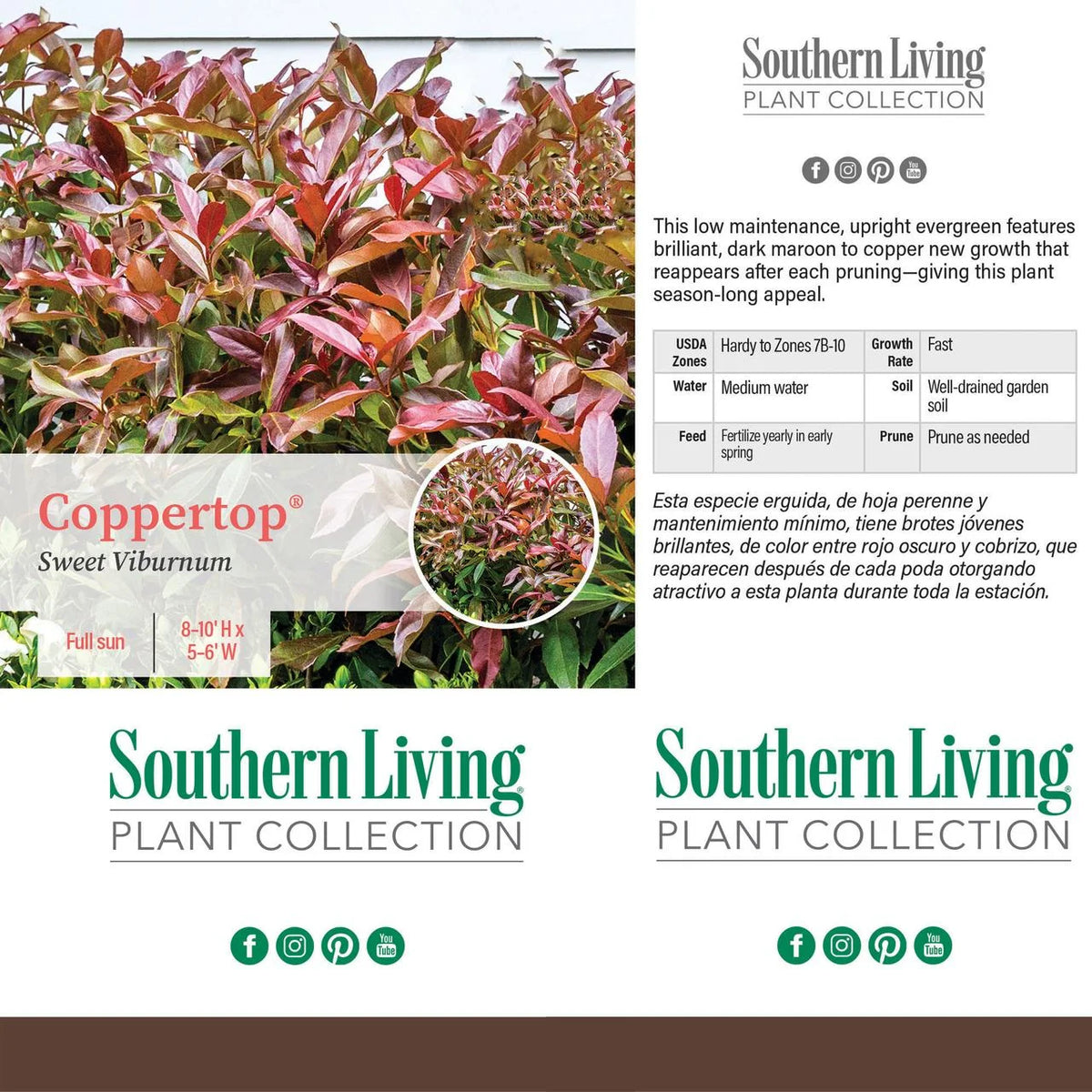 Viburnum Copper Top Live Shrub (2 Gallon) G229652