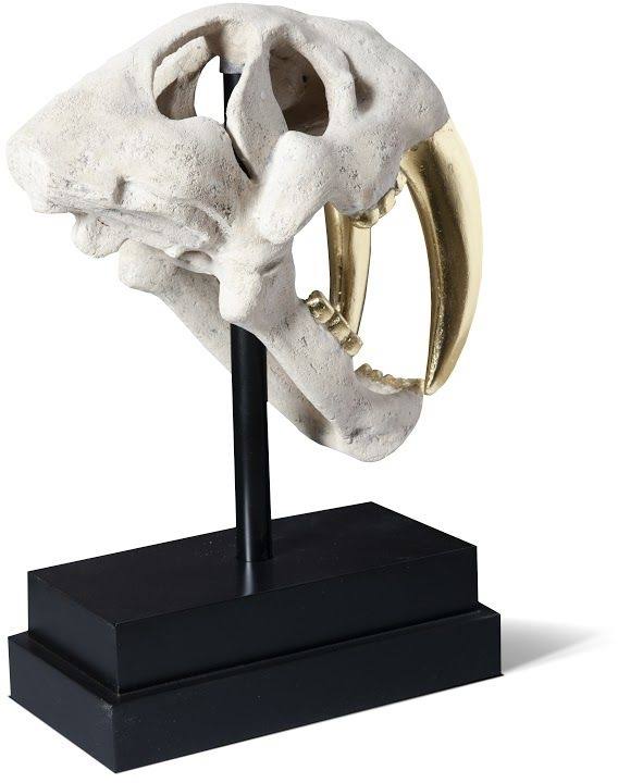 Saber Tooth Tiger Skull C565170