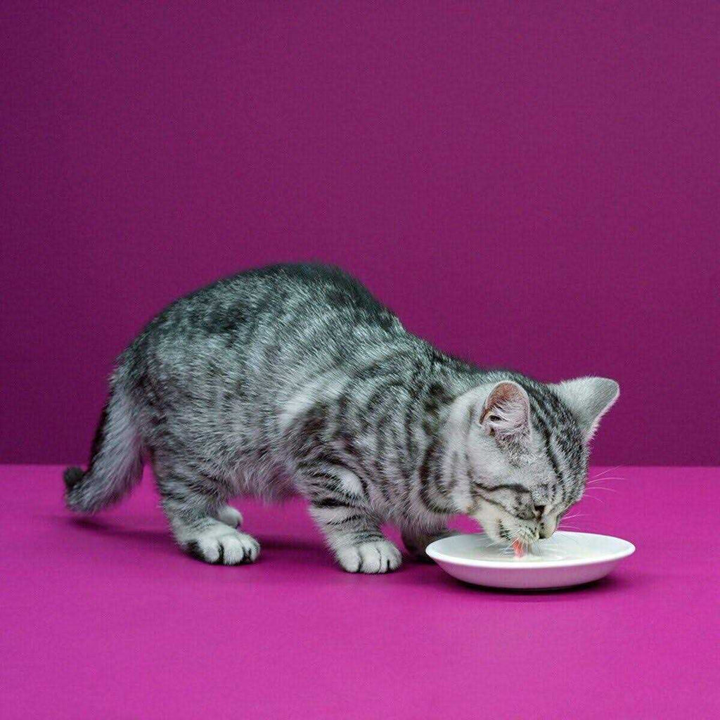 Cat Milk Y16732