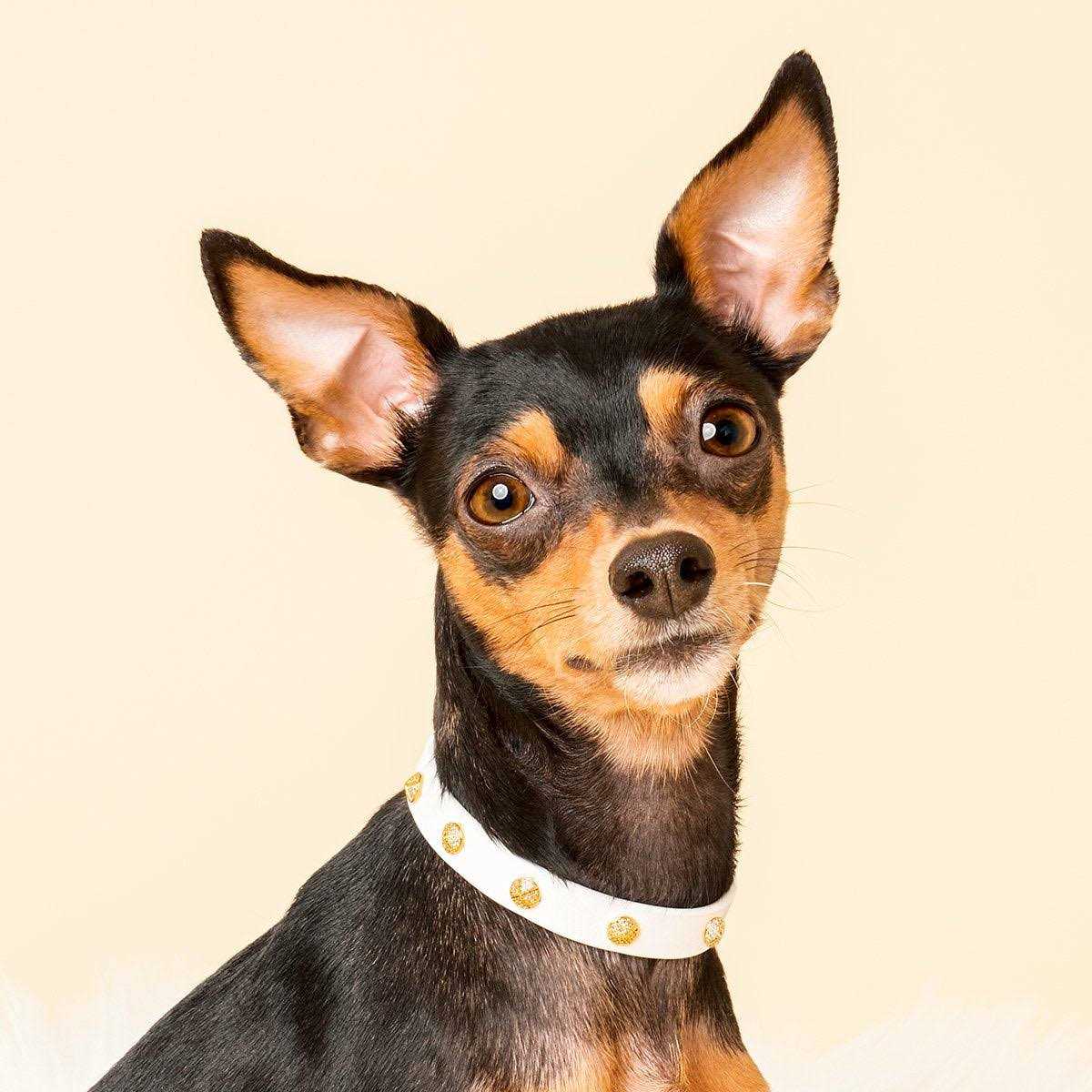 Genuine Leather & Microfiber Bejeweled Circular Stud Dog Collar S750