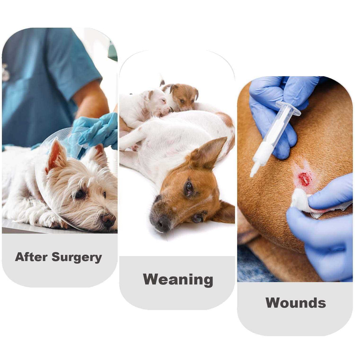 Dog Diapers Sanitary Panties Pet Recovery Suit H53607