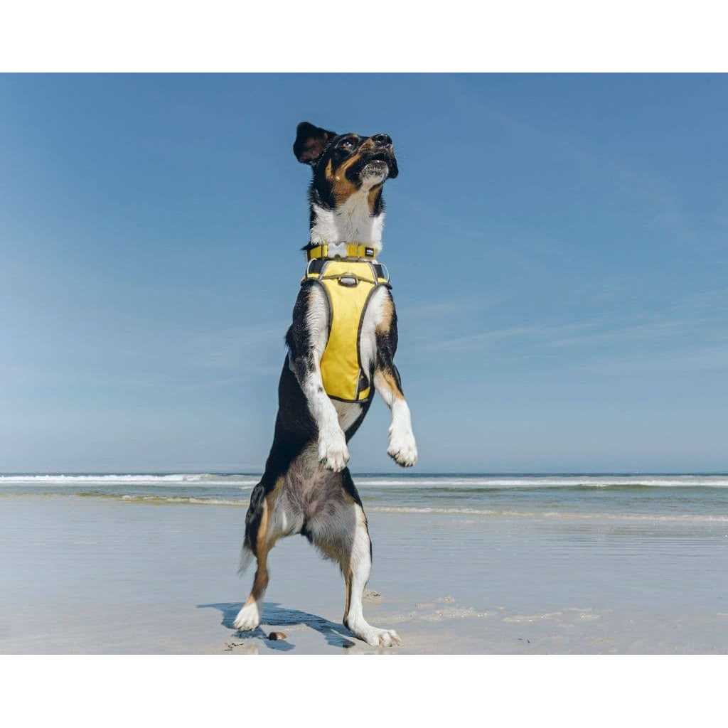 Padded Dog Harness P681728